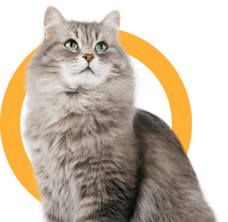 cat-01